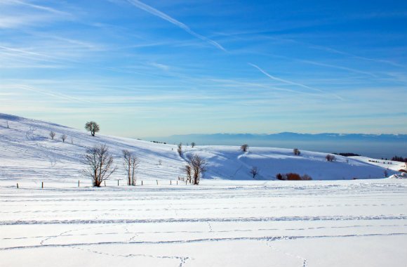BLACK FOREST (GERMANY)