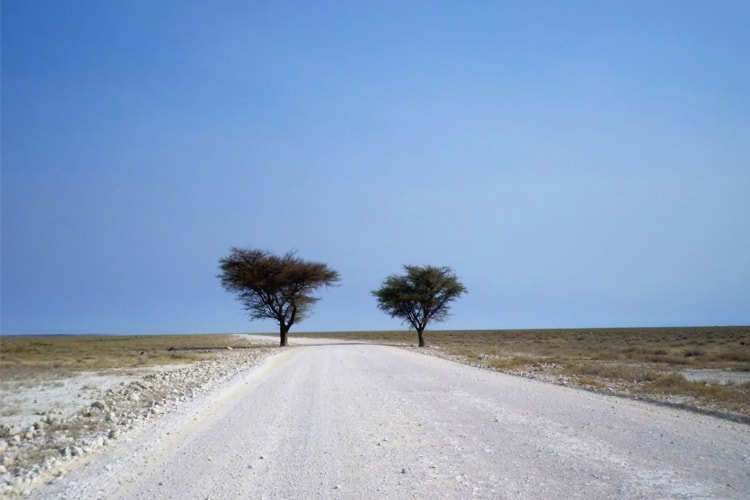 In Etosha National Park: Okaukuejo – Halali – Namutoni
