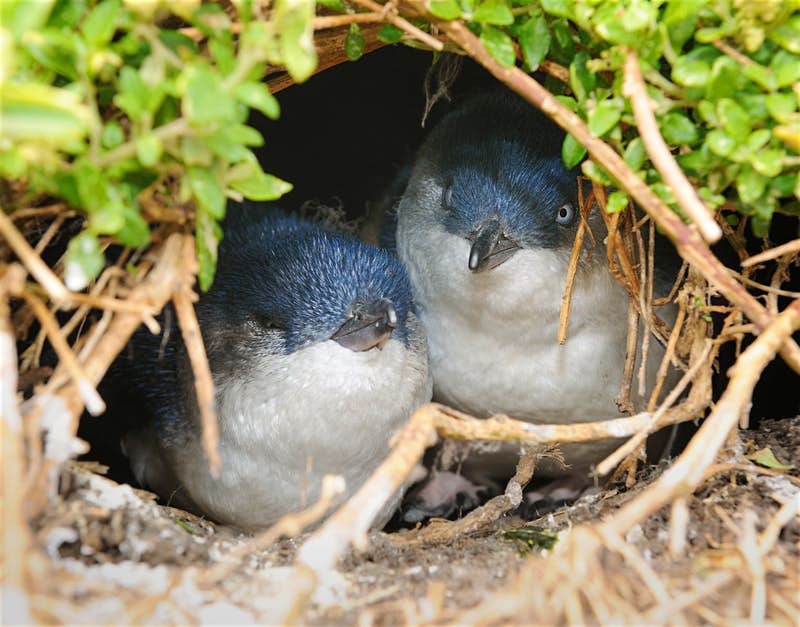  Making petite friends at Phillip Island